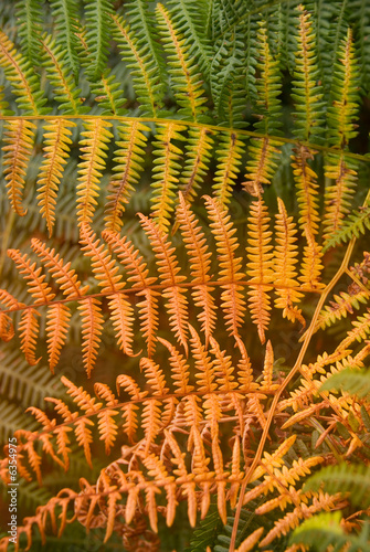 Copper-coloured Frond of a fern in autumn