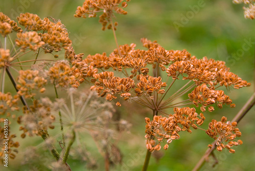 Autumnal british wildflowers