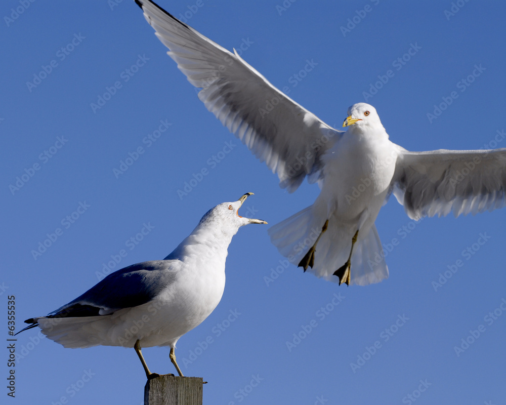 Fototapeta premium Squaking Gull