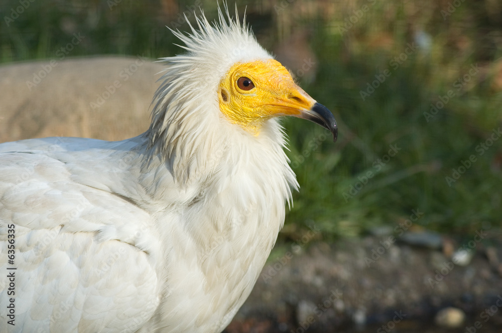 Portrait of egyptian vulture bird Portrait of egyptian vulture bird