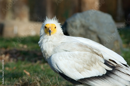 Fotografie Portrait of egyptian vulture bird