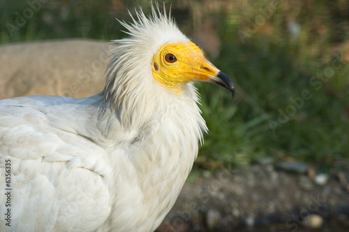 Fotografie Portrait of egyptian vulture bird
