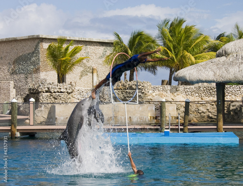dolphins pushing person through a hoop