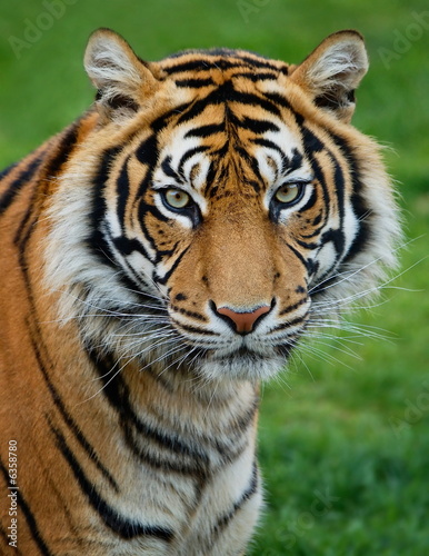 Sumatran Tiger © estima