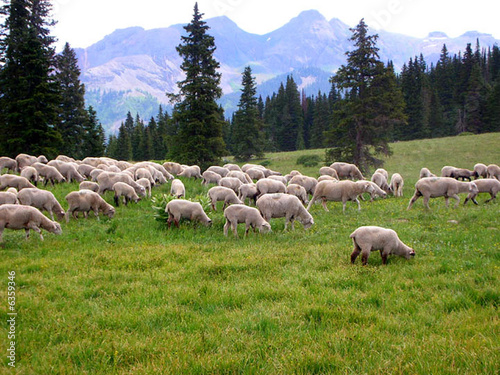 sheep grazing on the hilly meadow mountains in the background
