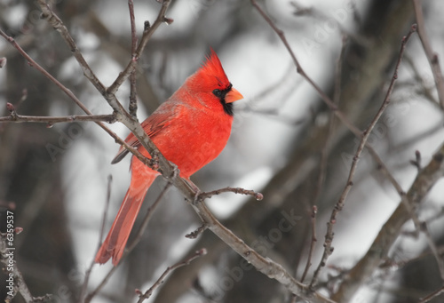 Northern Cardinal (cardinalis cardinalis)  © Steve Byland