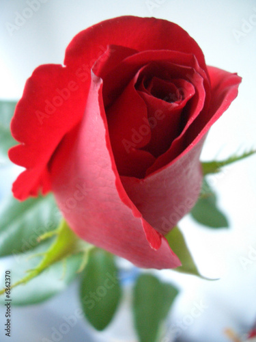 Rote Rose