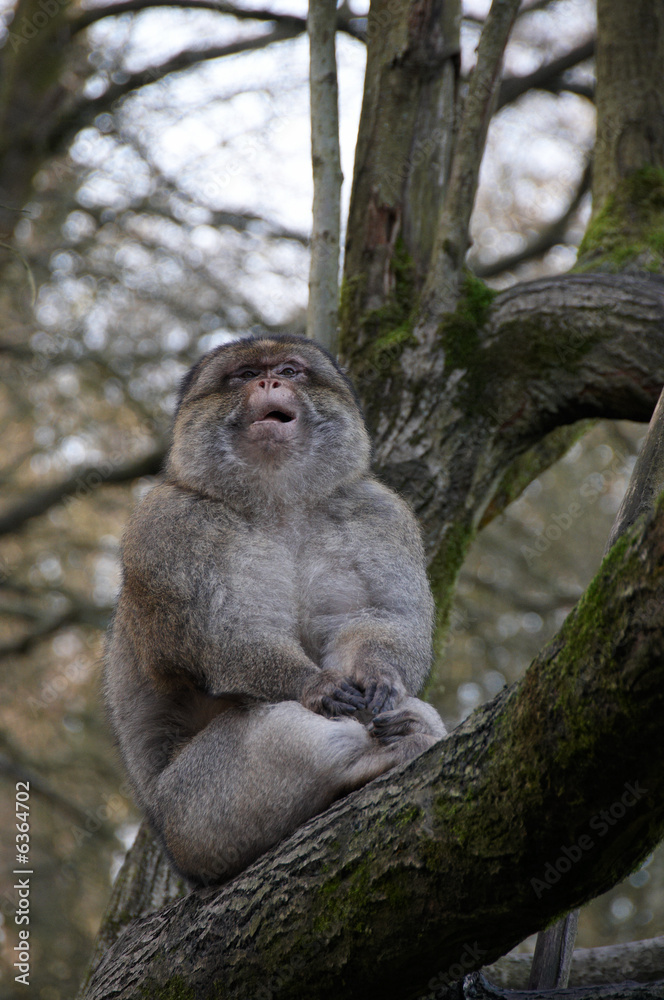 Barnary Macaque Monkey