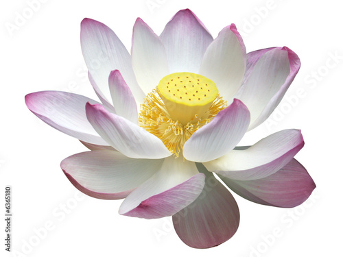 lotus d  tour   sur fond blanc