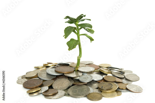 Coins and plant 