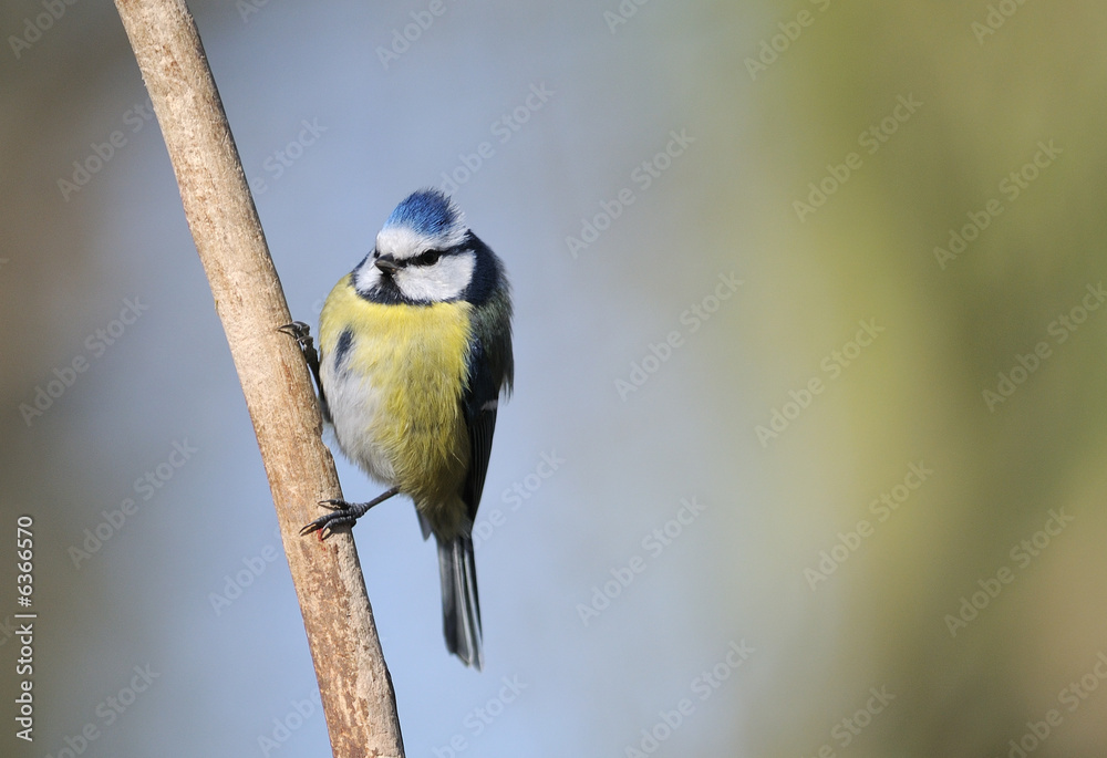 Mésange bleue Parus caeruleus Mésange bleue Parus caeruleus