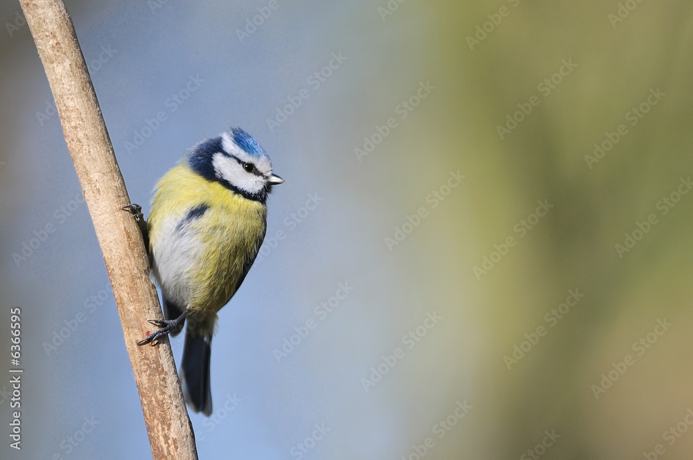 Fototapeta premium Mésange bleue Parus caeruleus 
