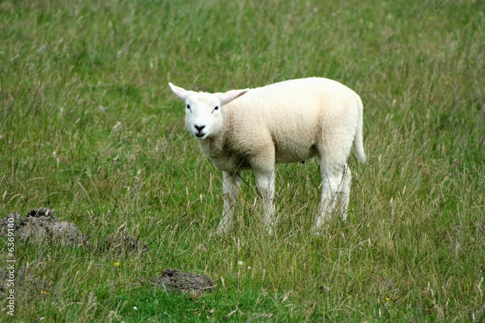 Lamm Lamm