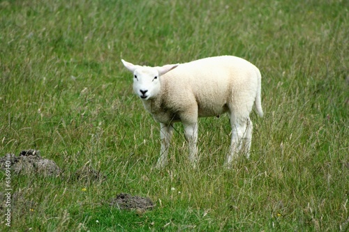 Lamm