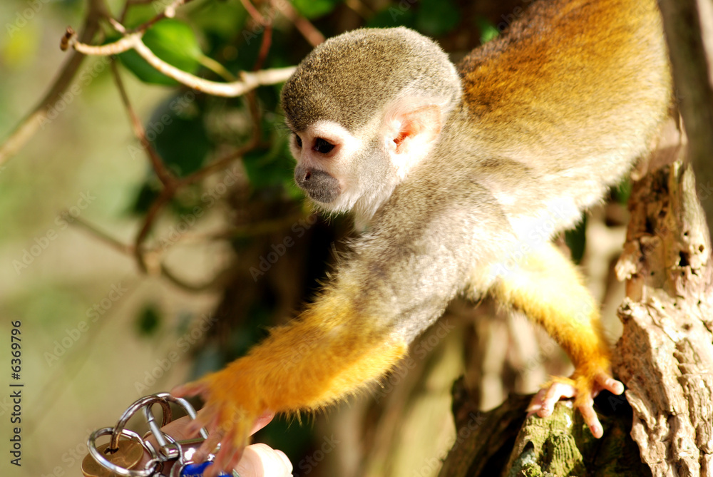Fototapeta premium Howler monkey