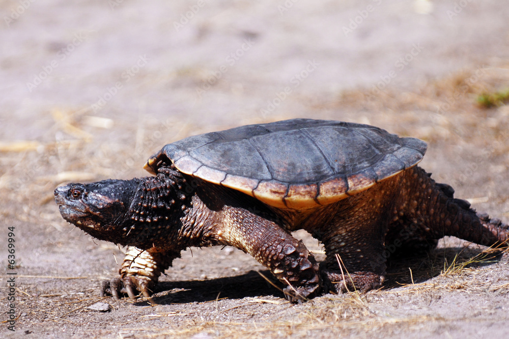 Obraz premium Turtle On-the-Move