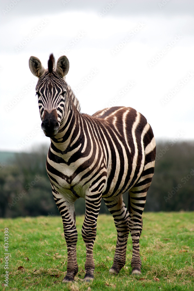 Obraz premium zebra