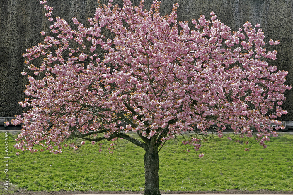 Prunus, Japanischer Kirschbaum, Japanische Zierkirsche Stock Photo | Adobe  Stock
