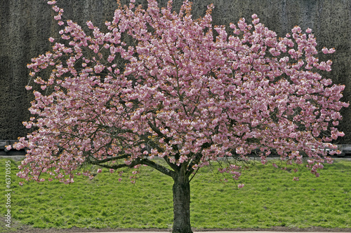 Prunus, Japanischer Kirschbaum, Japanische Zierkirsche