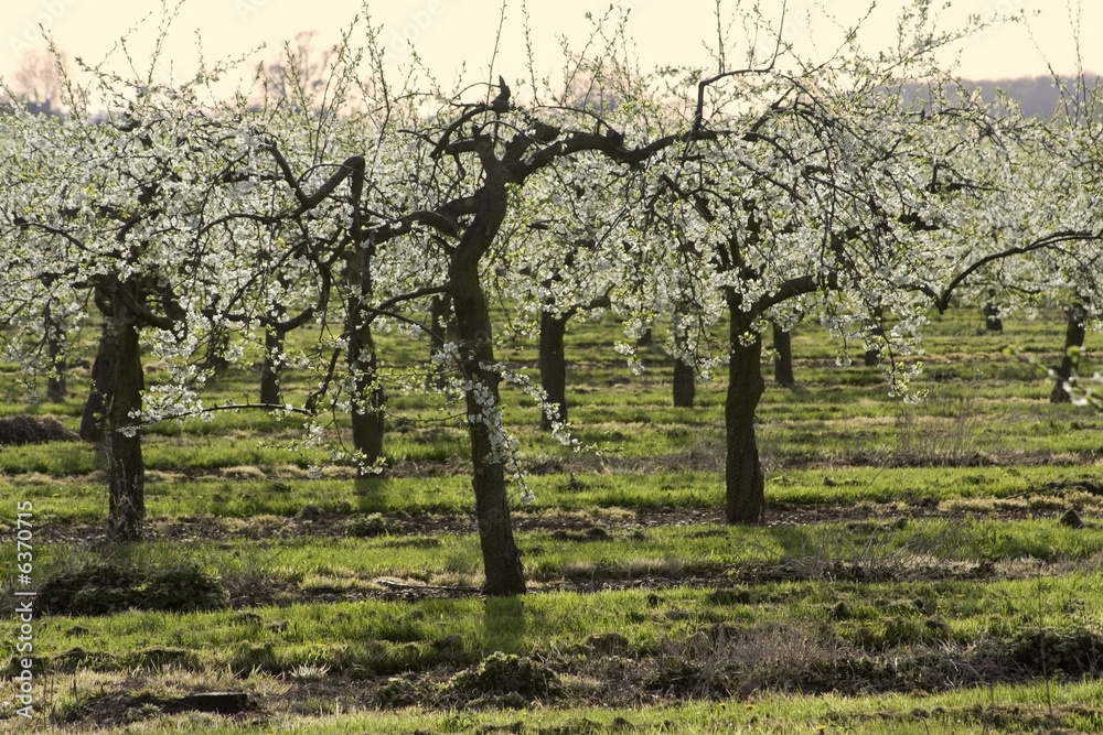 blossom apple orchards vale of evesham worcestershire