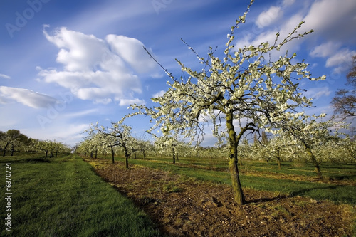 blossom apple orchards vale of evesham worcestershire photo