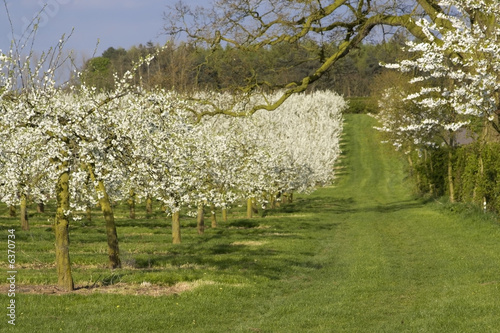 blossom apple orchards vale of evesham worcestershire photo