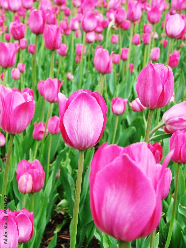 Spring Flowers Spring Flowers