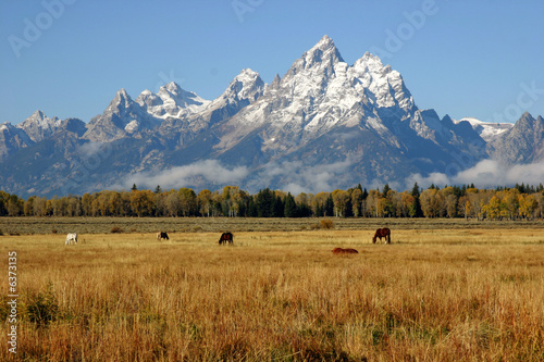 Fotografia, Obraz Many horses grazing below the Grand Tetons