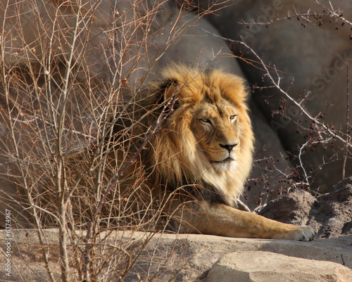 male lion laying on the rocks