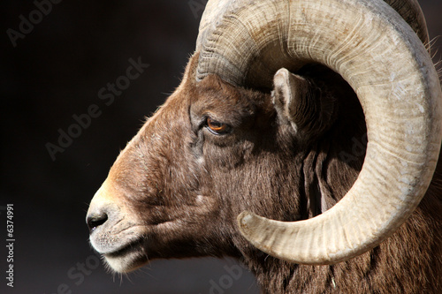 Side view of rocky mountain bighorn sheep