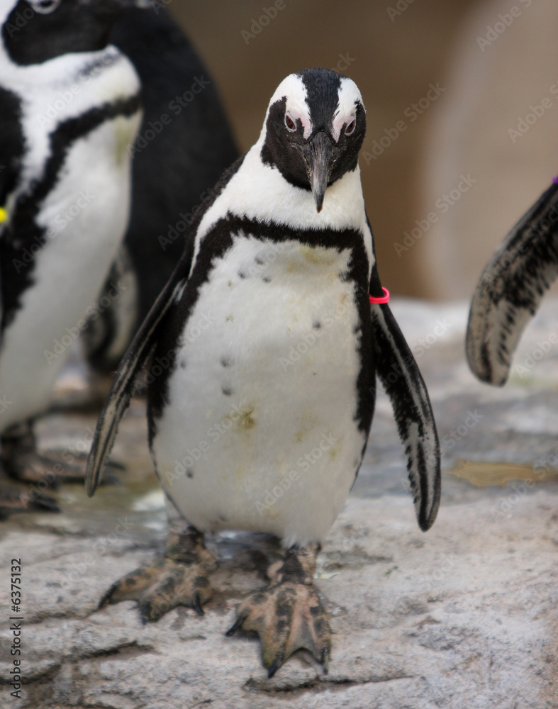 Obraz premium Tagged penguin on a rock