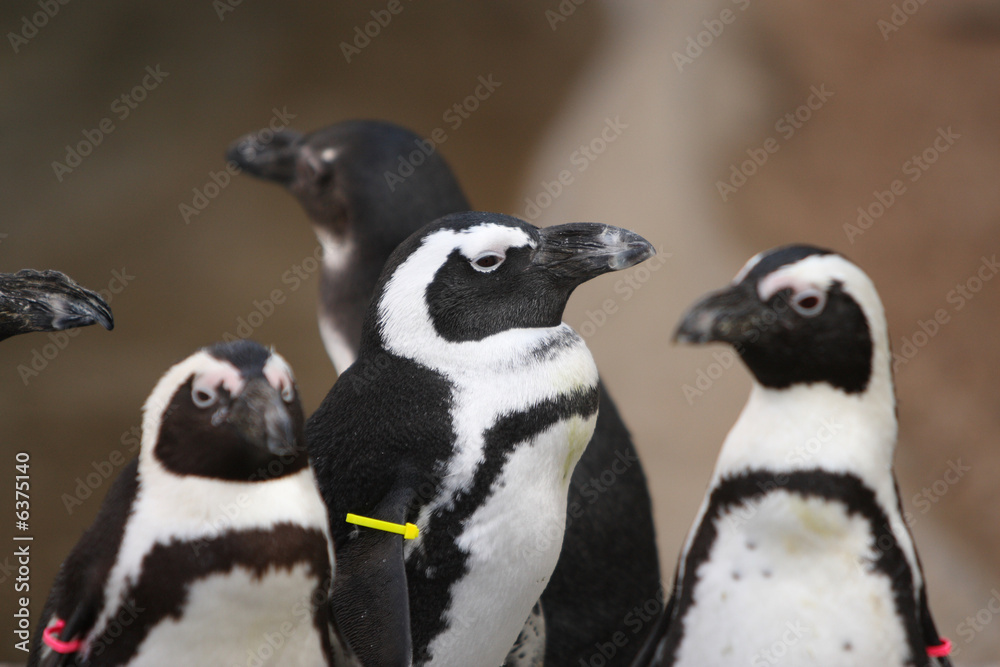 Obraz premium Penguins with tags on their wings