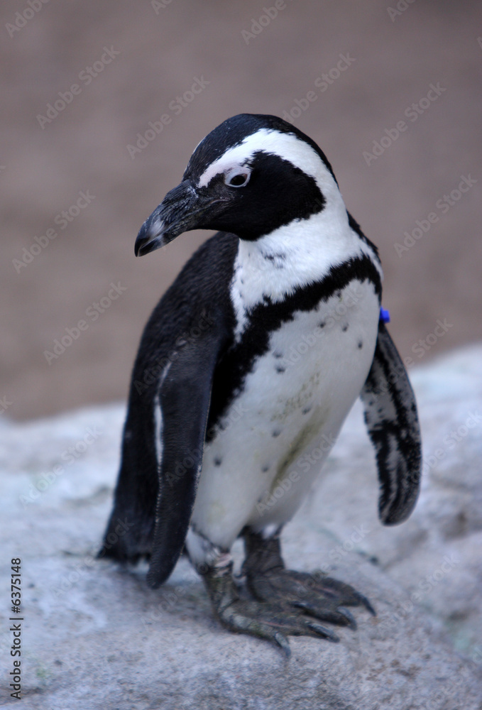 Naklejka premium Small penguin on a rock