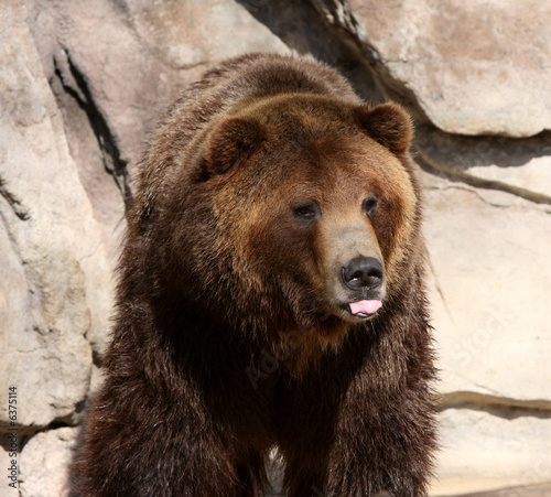 Grizzly Bear with tongue out
