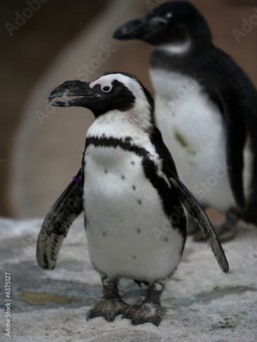 small penguin with large beak