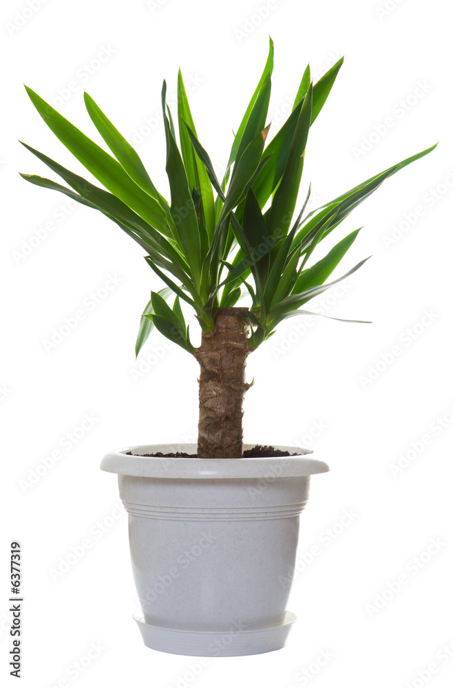 Palm plant in the flowerpot isolated on white Palm plant in the flowerpot isolated on white