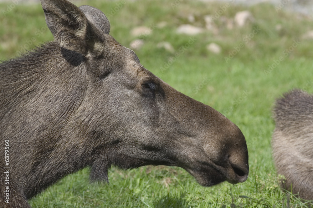 Elchkuh im Profil in Schweden Elchkuh im Profil in Schweden