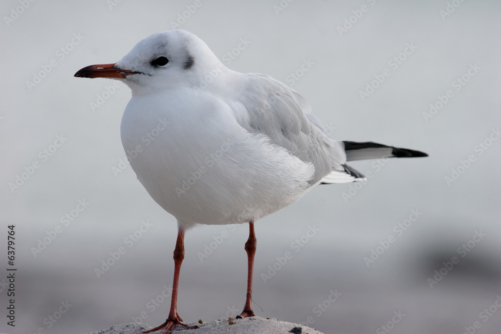 Fototapeta premium Lachmöwe