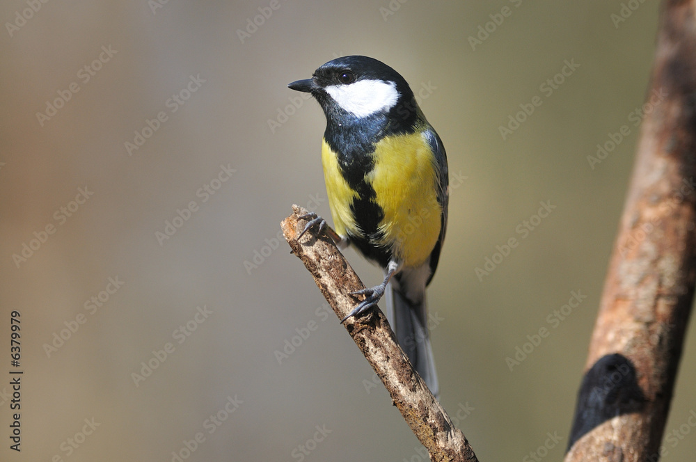 Mésange charbonnière Parus major