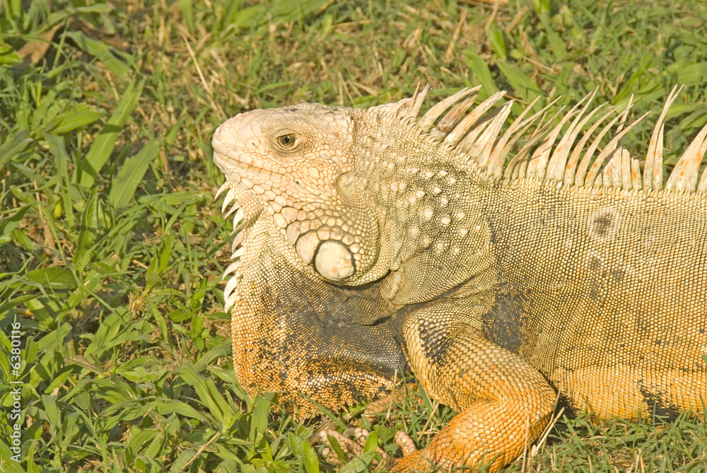 Giant Iguana