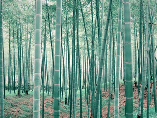Keuken achterwand Bamboe Bamboebos met hoge stengels  © Yang MingQi