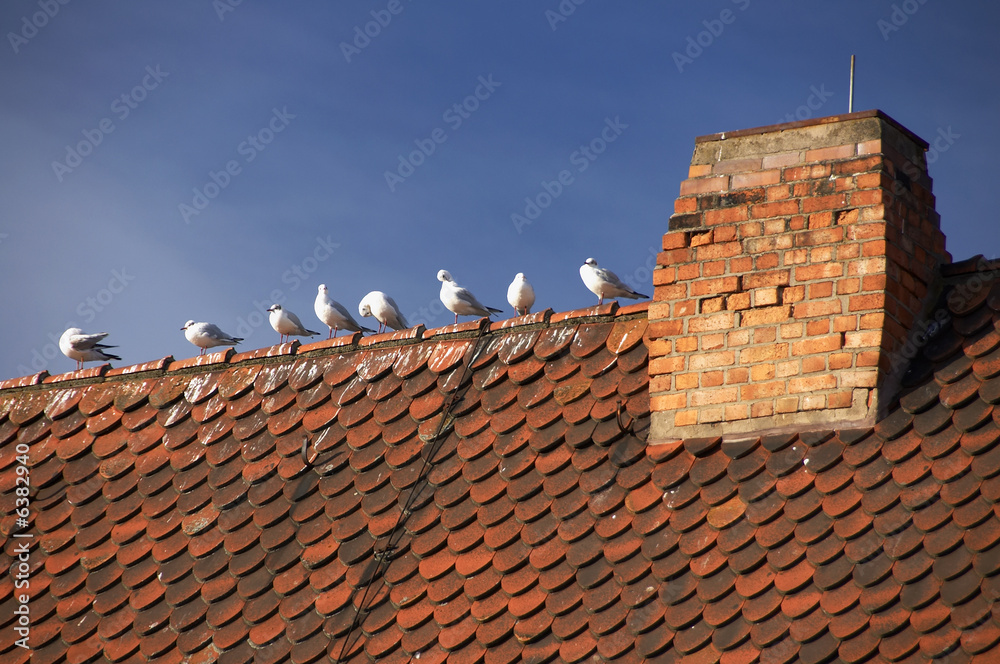 Mouettes urbaines alignées sur un toit de tuiles Mouettes urbaines alignées sur un toit de tuiles
