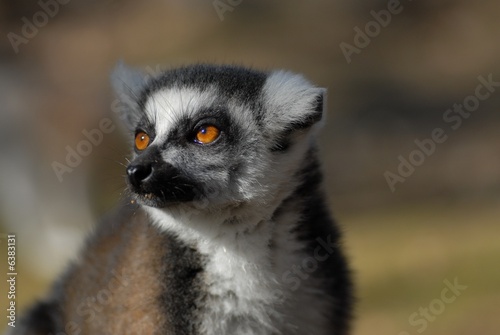 lémurien de Madagascar © Olivier Le Moal