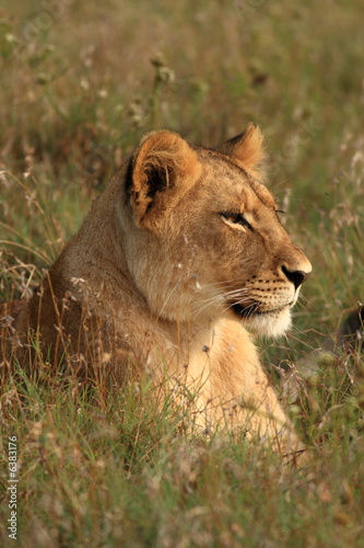 Young Lion  Panthera  leo 