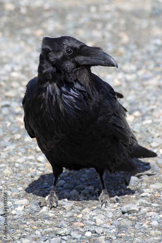 GRAND CORBEAU ( CORVUS CORAX ).