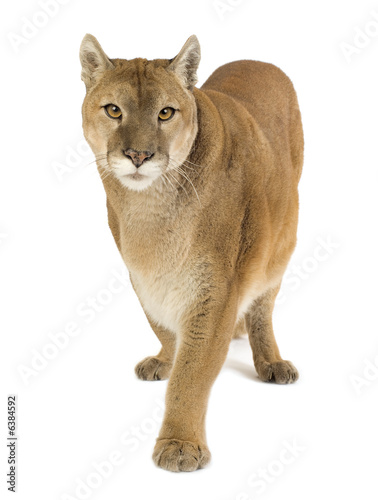 Puma (17 years) - Puma concolor