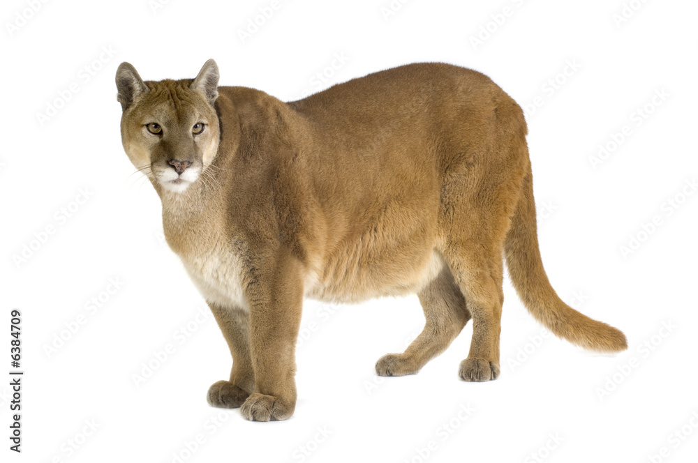 Obraz premium Puma (17 years) - Puma concolor