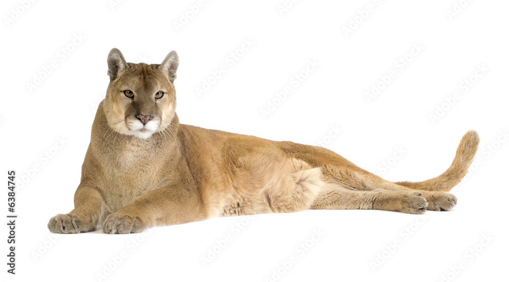 Obraz premium Puma (17 years) - Puma concolor