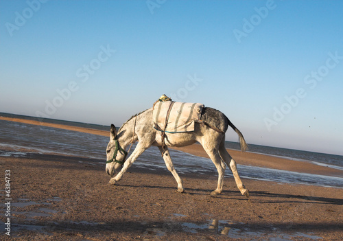 Running on a coast of the red sea a donkey