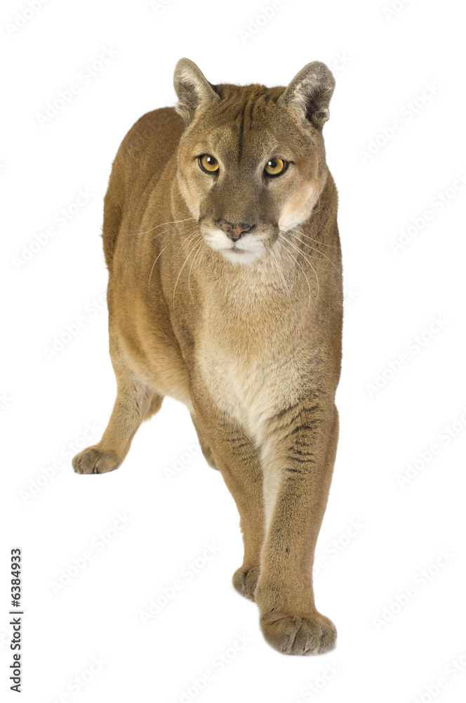 Fototapeta premium Puma (17 years) - Puma concolor